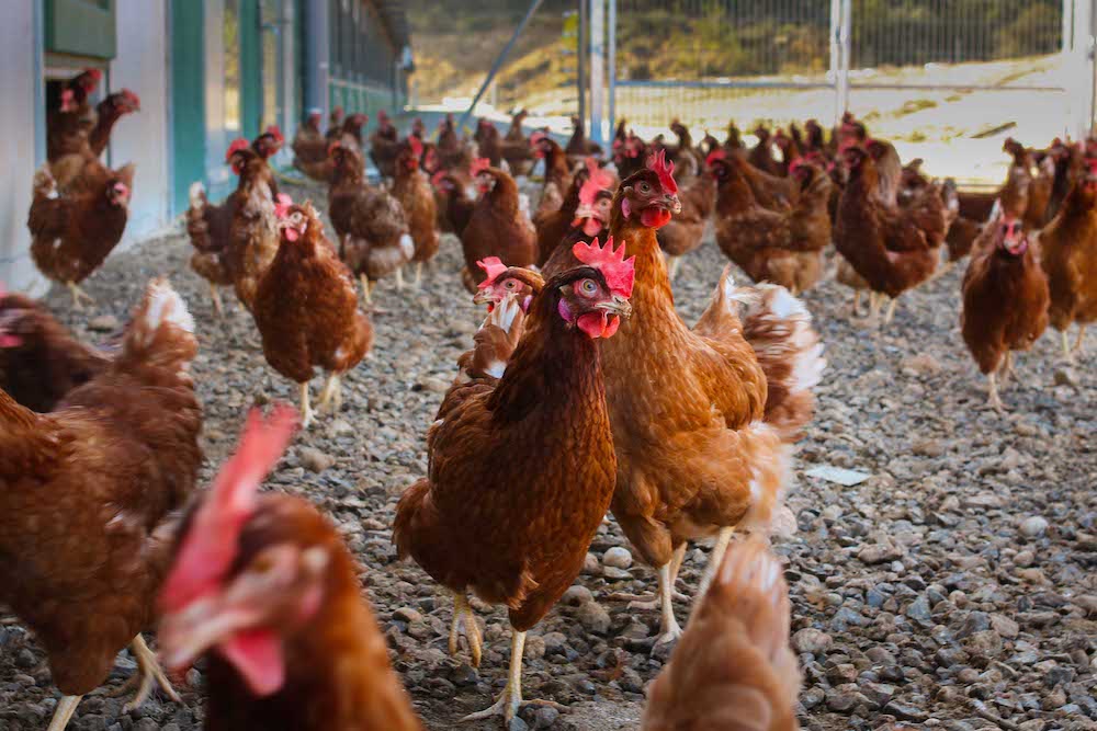 gallinas camperas